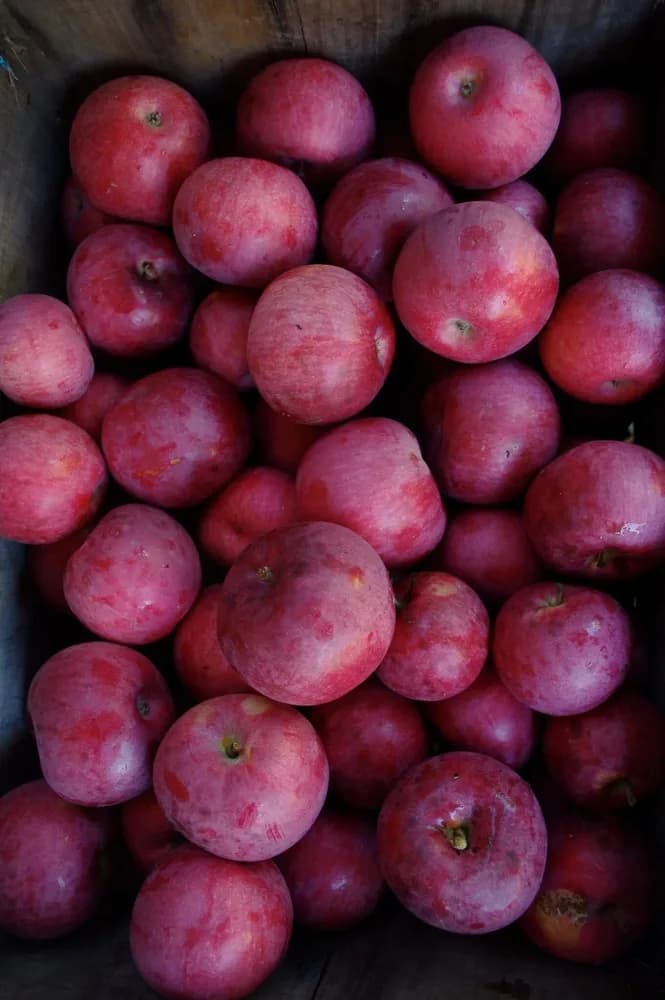 Apple Annie in Brentwood, New Hampshire