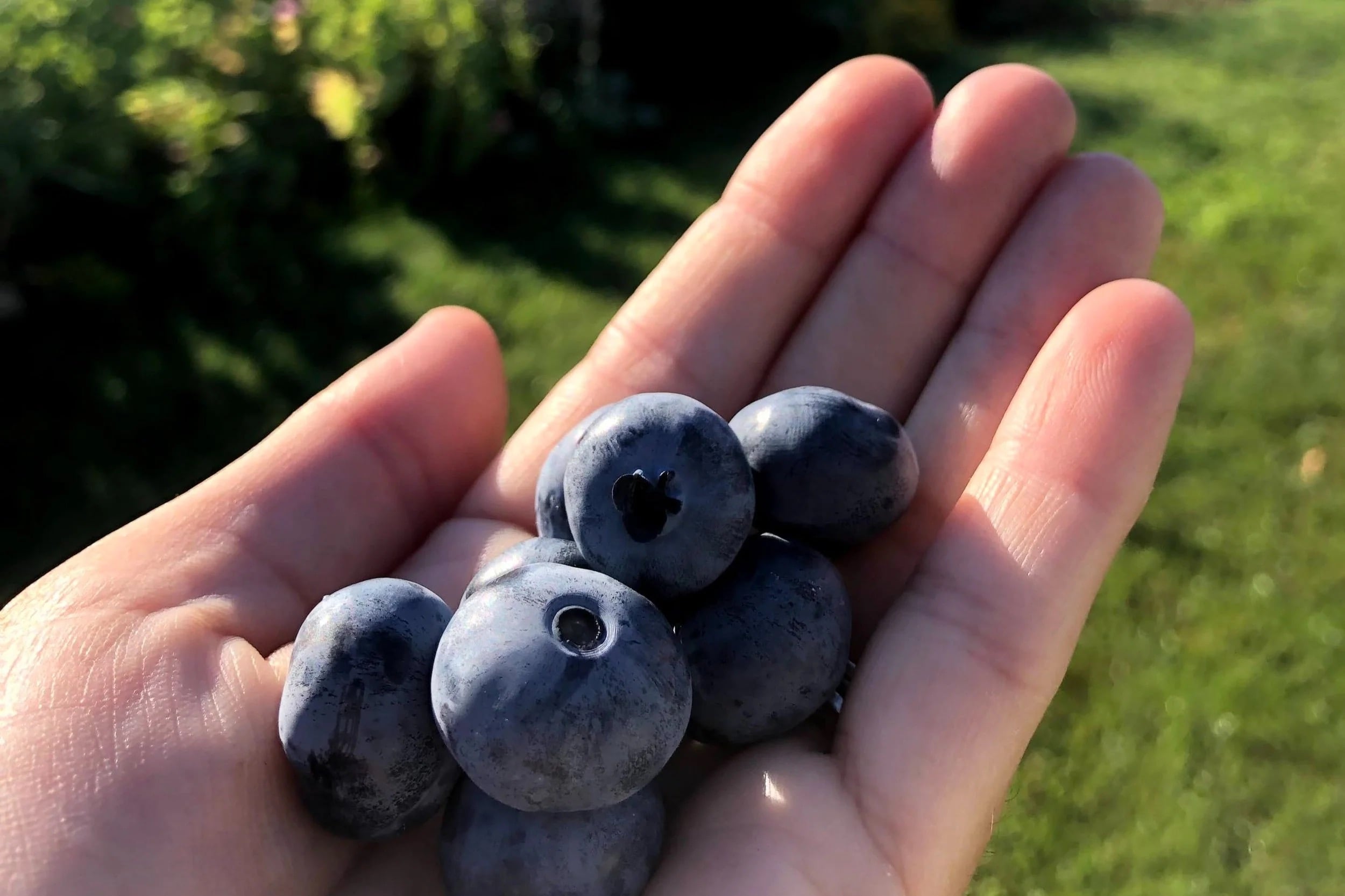 Farm photography at Bartlett’s Blueberry Farm, Newport, New Hampshire.