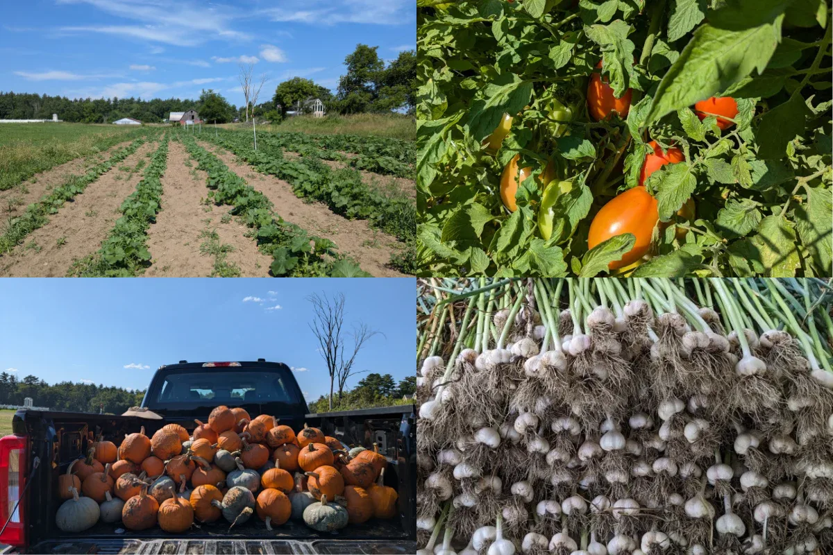 Farm photography at Begin Family Farm, Hollis, New Hampshire.