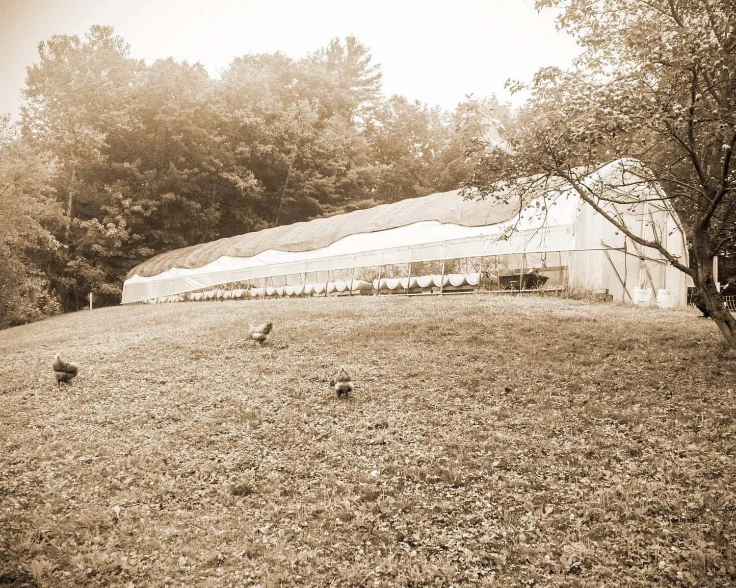 Farm photography at Birch Rise Farm, Sanbornton, New Hampshire.