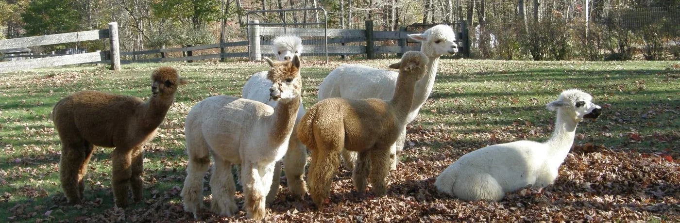 Crescendo Acres Farm in Surry, New Hampshire