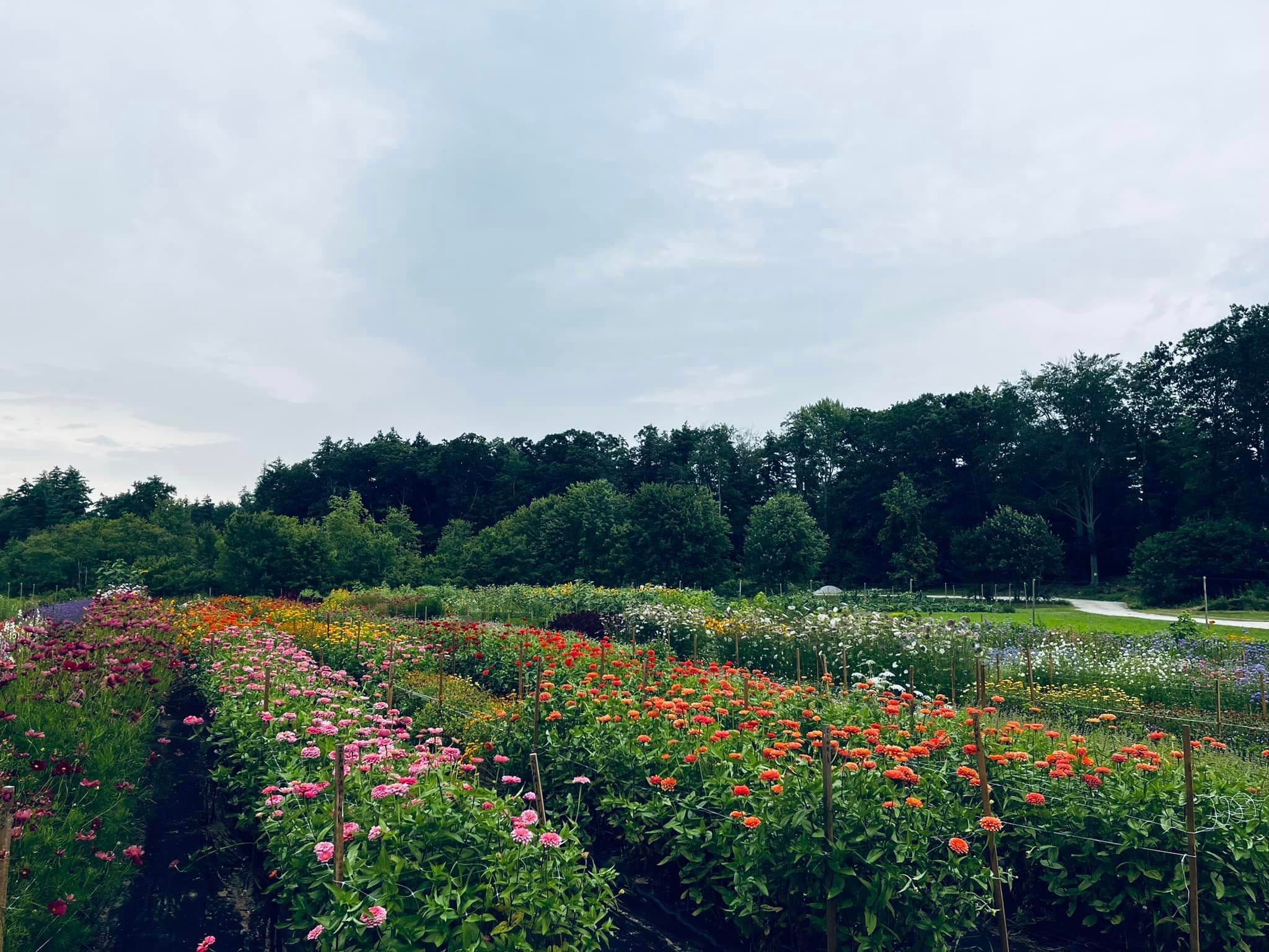 Farm photography at Gardent Farms, Milford, New Hampshire.