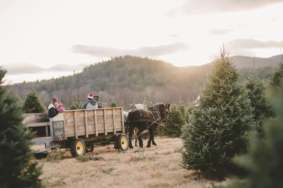 Third Stone Christmas Tree Farm in Barnstead Parade, New Hampshire