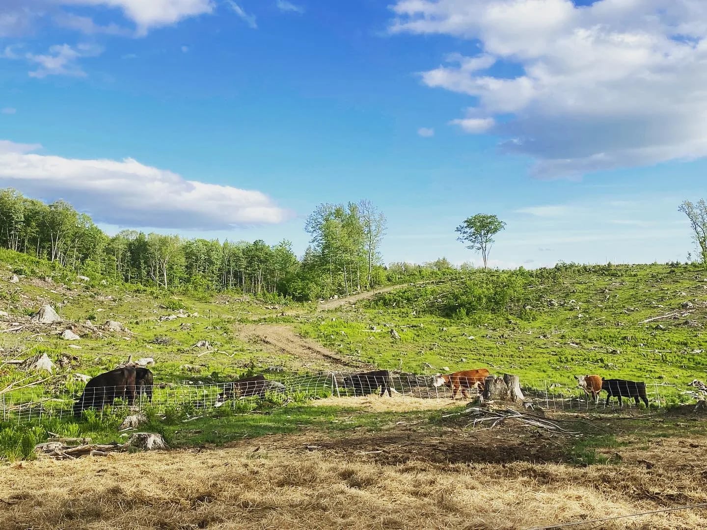 Pasture to raised cattle at Gravel Pit Farm in Nottingham, New Hampshire.