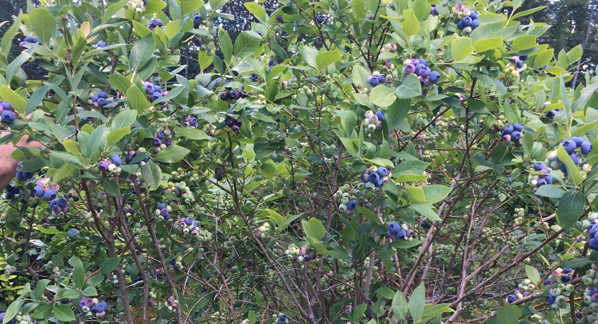Farm photography at Green Acres Berries, New Hampton, New Hampshire.