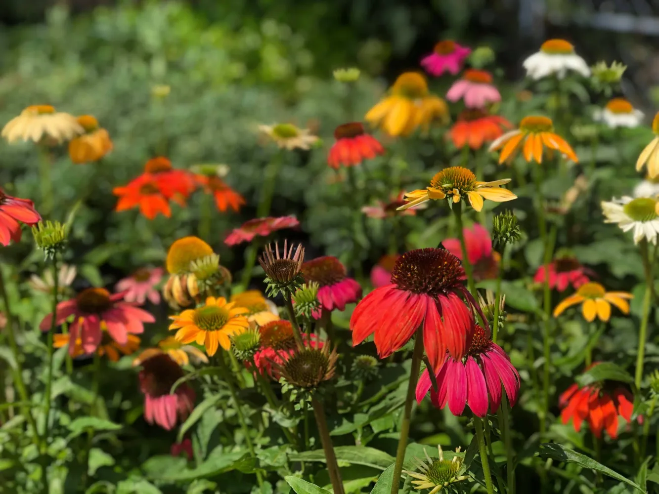 Farm photography at Heath's Greenhouse & Nursery, Sugar Hill, New Hampshire.