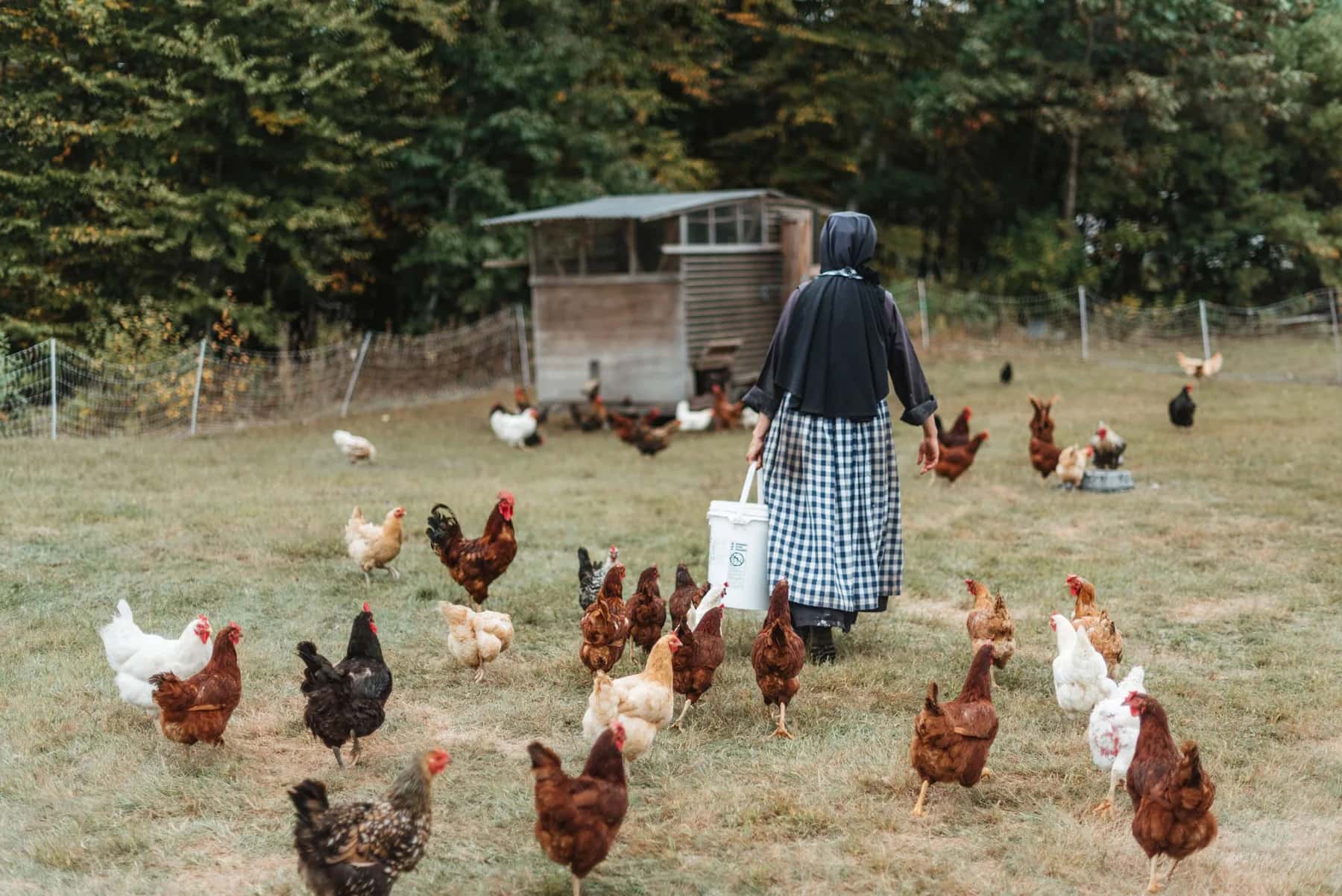 Farm photography at Immaculate Heart of Mary Farmstead, Richmond, New Hampshire.