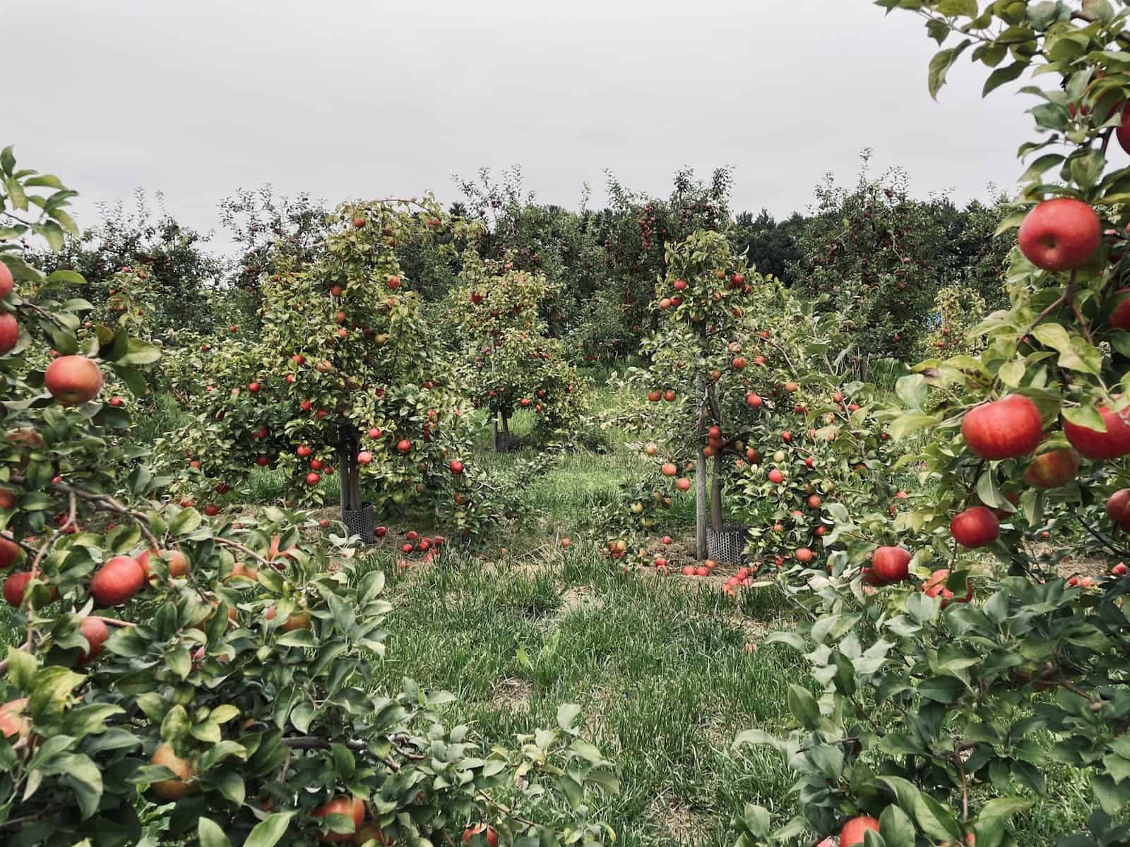 Farm photography at Mack's Apples, Londonderry, New Hampshire.