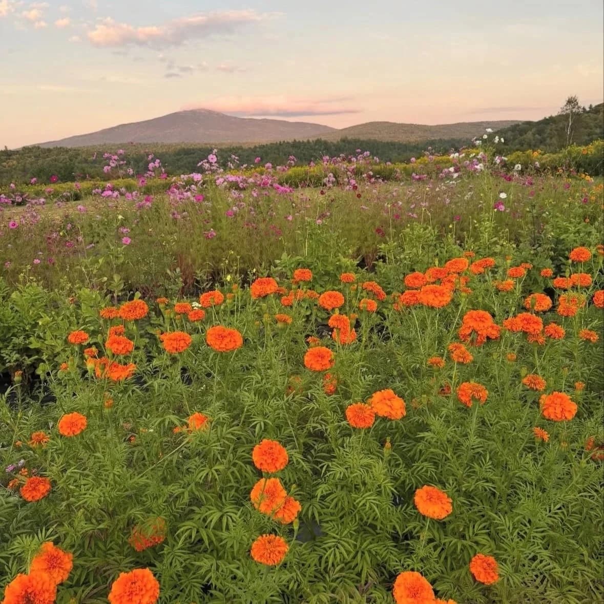 Farm photography at Monadnock Berries, Troy, New Hampshire.