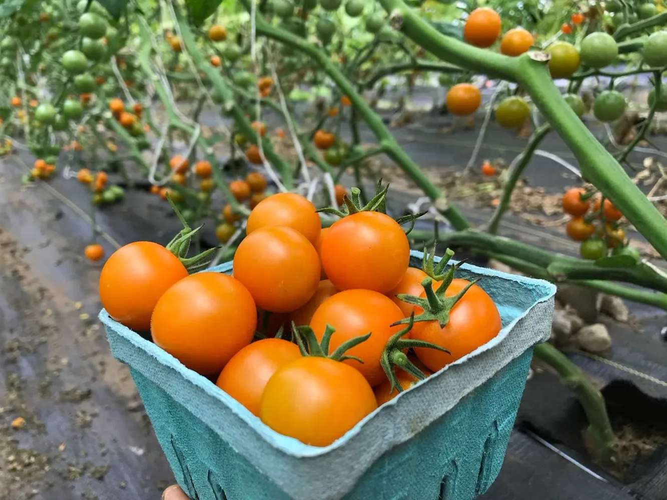 Nalla Farm & Farm Stand in Wilmot, NH