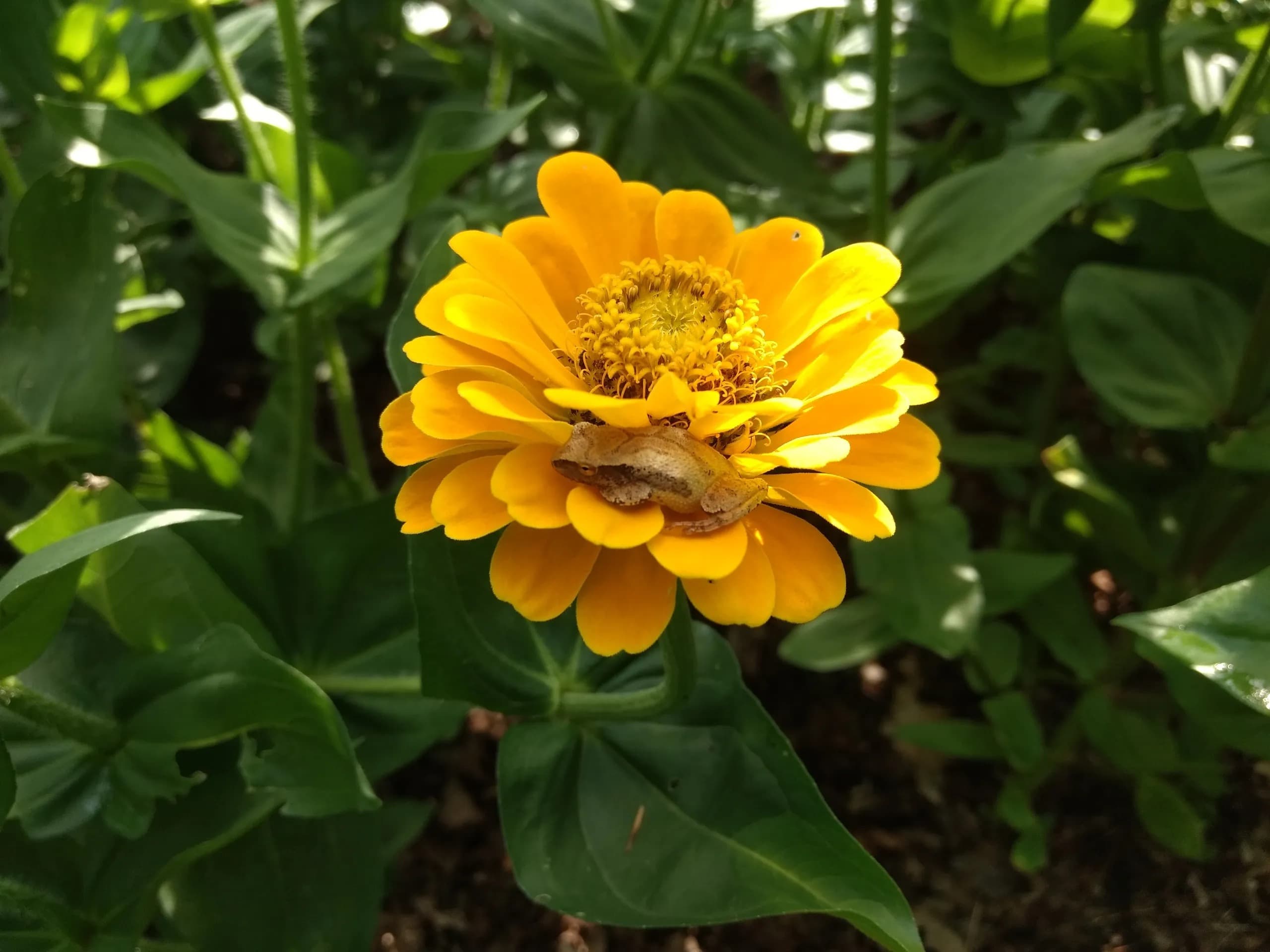 Farm photography at Petals in the Pines, Canterbury, New Hampshire.