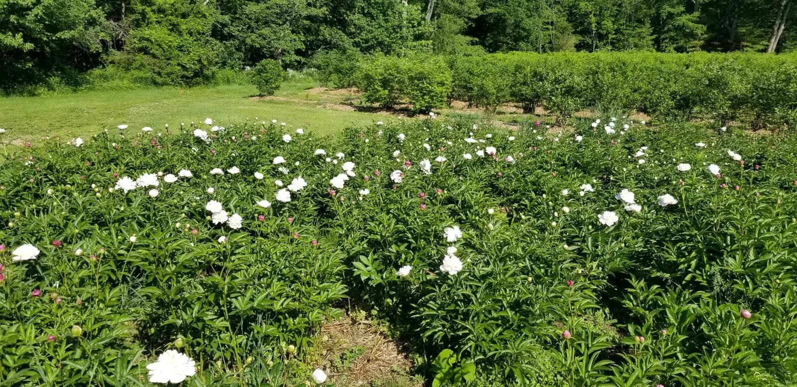 Saltbox Farm in Stratham, New Hampshire