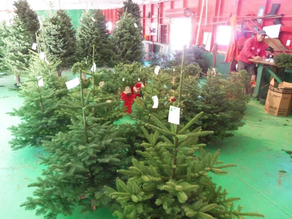 Santa's Tree Farm LLC in Colebrook, New Hampshire