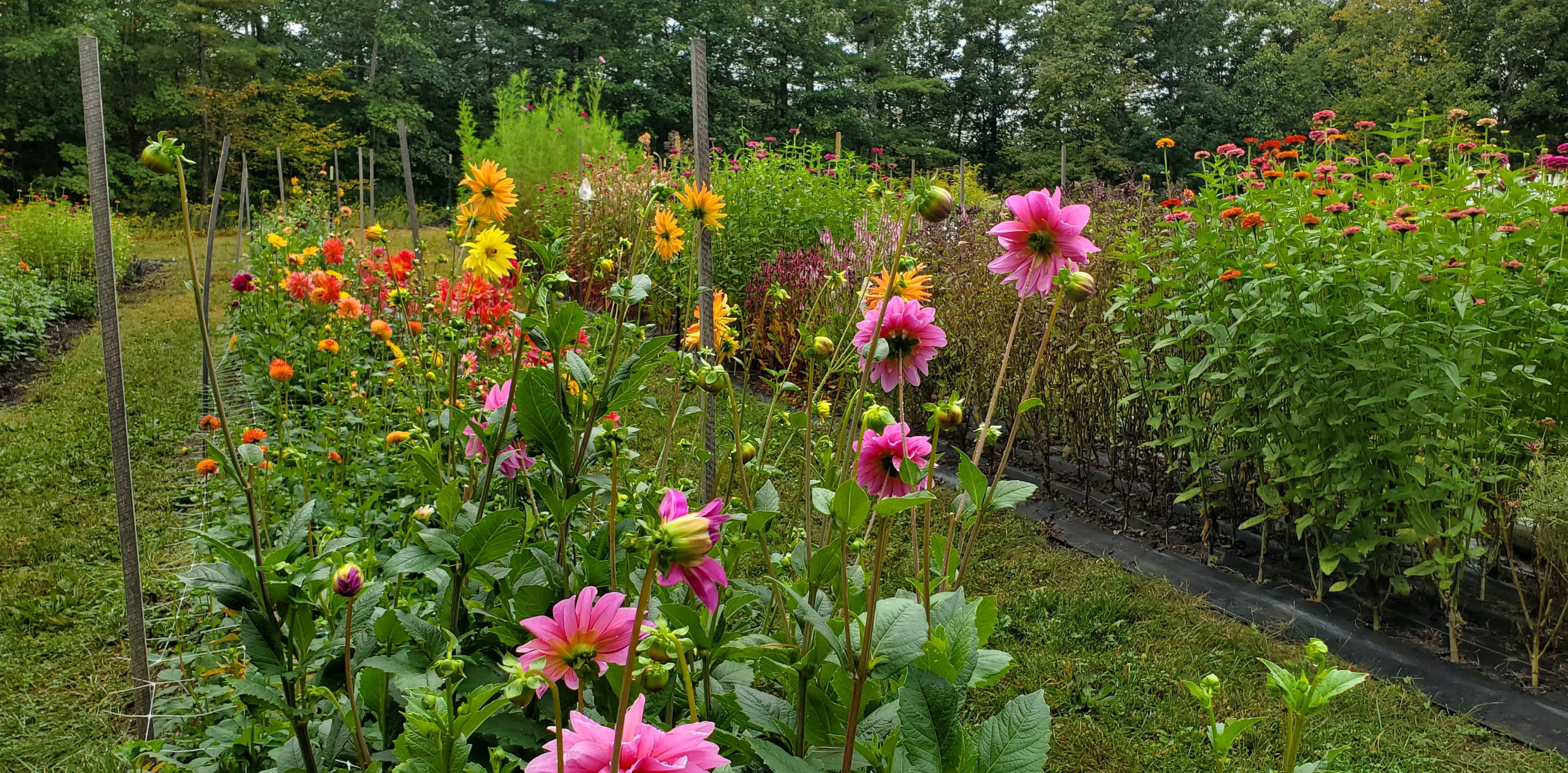 Farm photography at Shea Flower Farm, Hollis, New Hampshire.