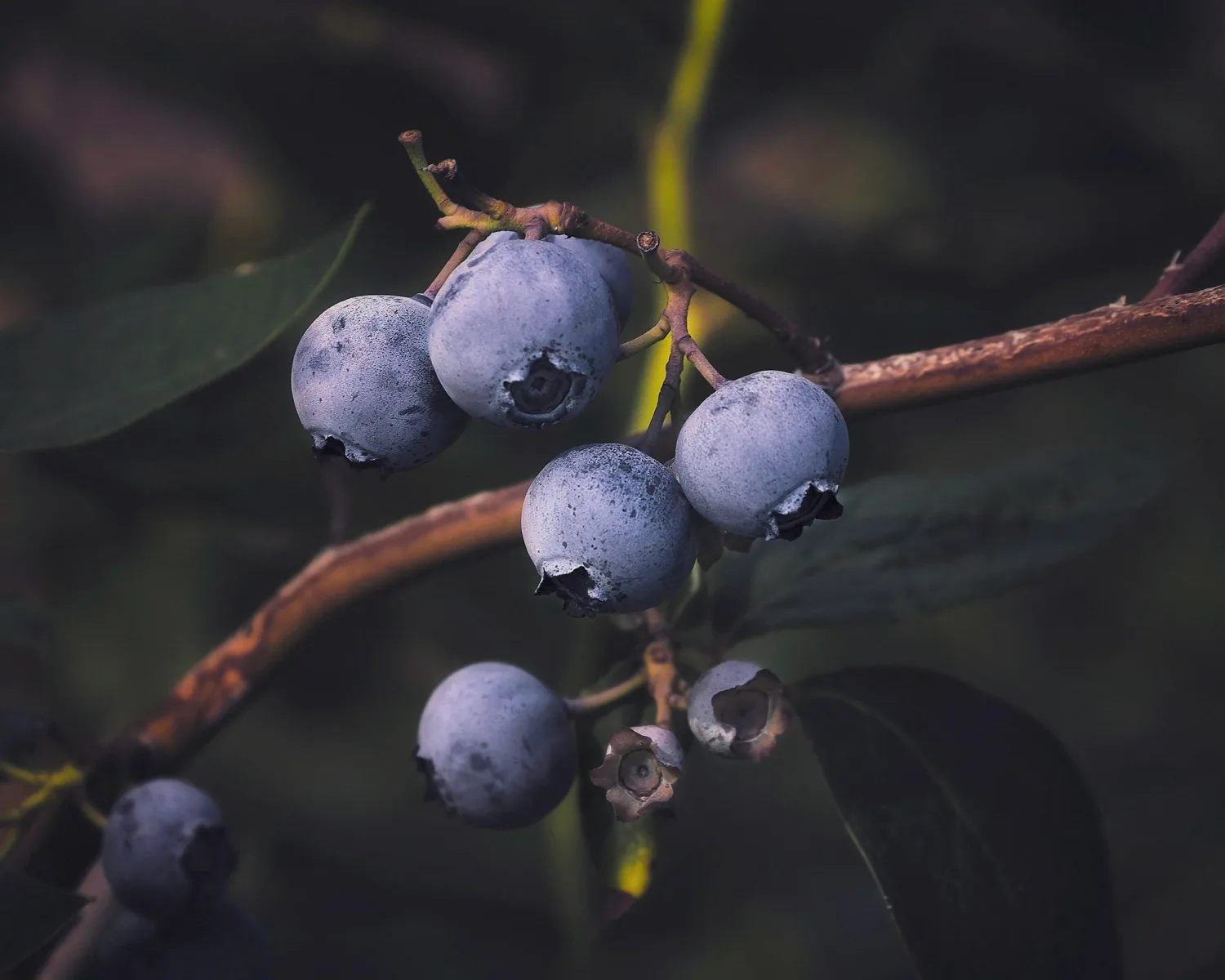 Stark Farm Organic Blueberries in Dunbarton, New Hampshire