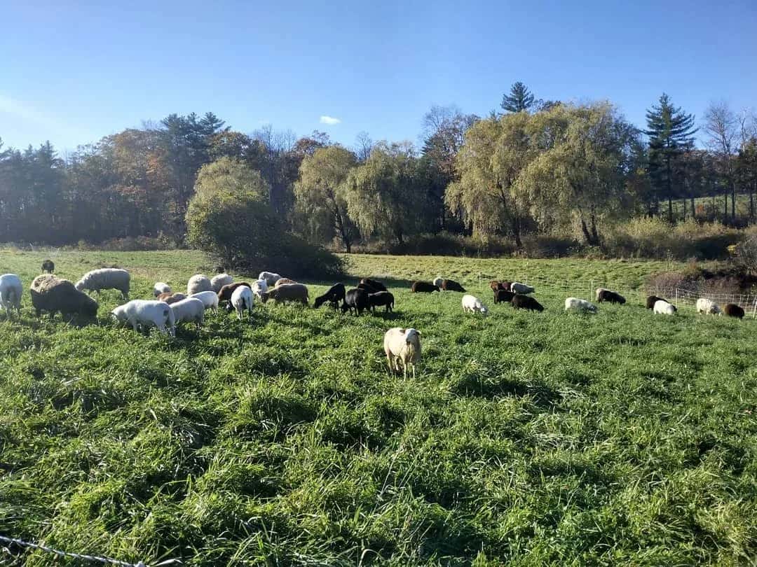 Farm photography at Tuckaway Farm, Lee, New Hampshire.