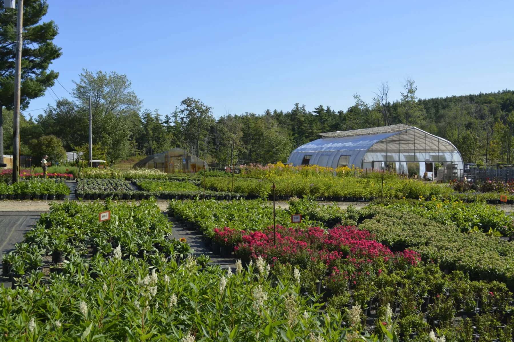 Farm photography at Van Berkum Nursery, Deerfield, New Hampshire.