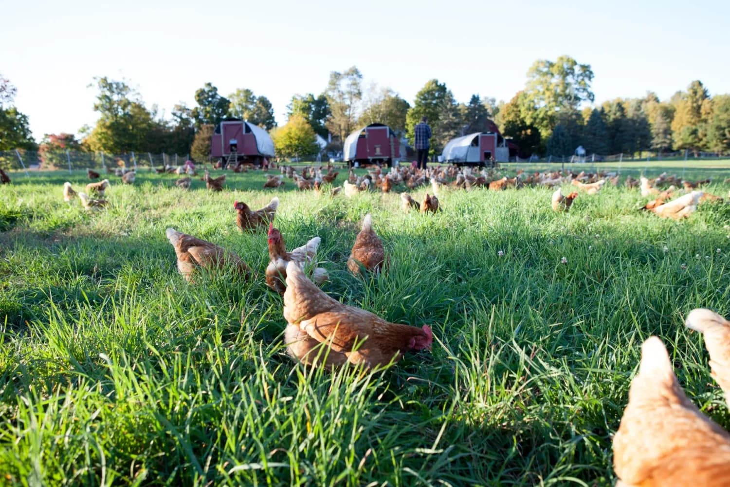 Farm photography at Wingate Farm, Hinsdale, New Hampshire.