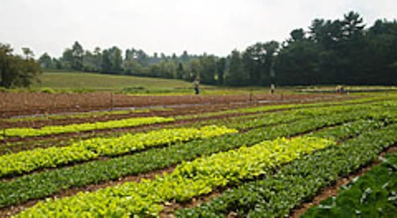 Farm photography at Boughs & Berry Farm, Little Compton, Rhode Island.