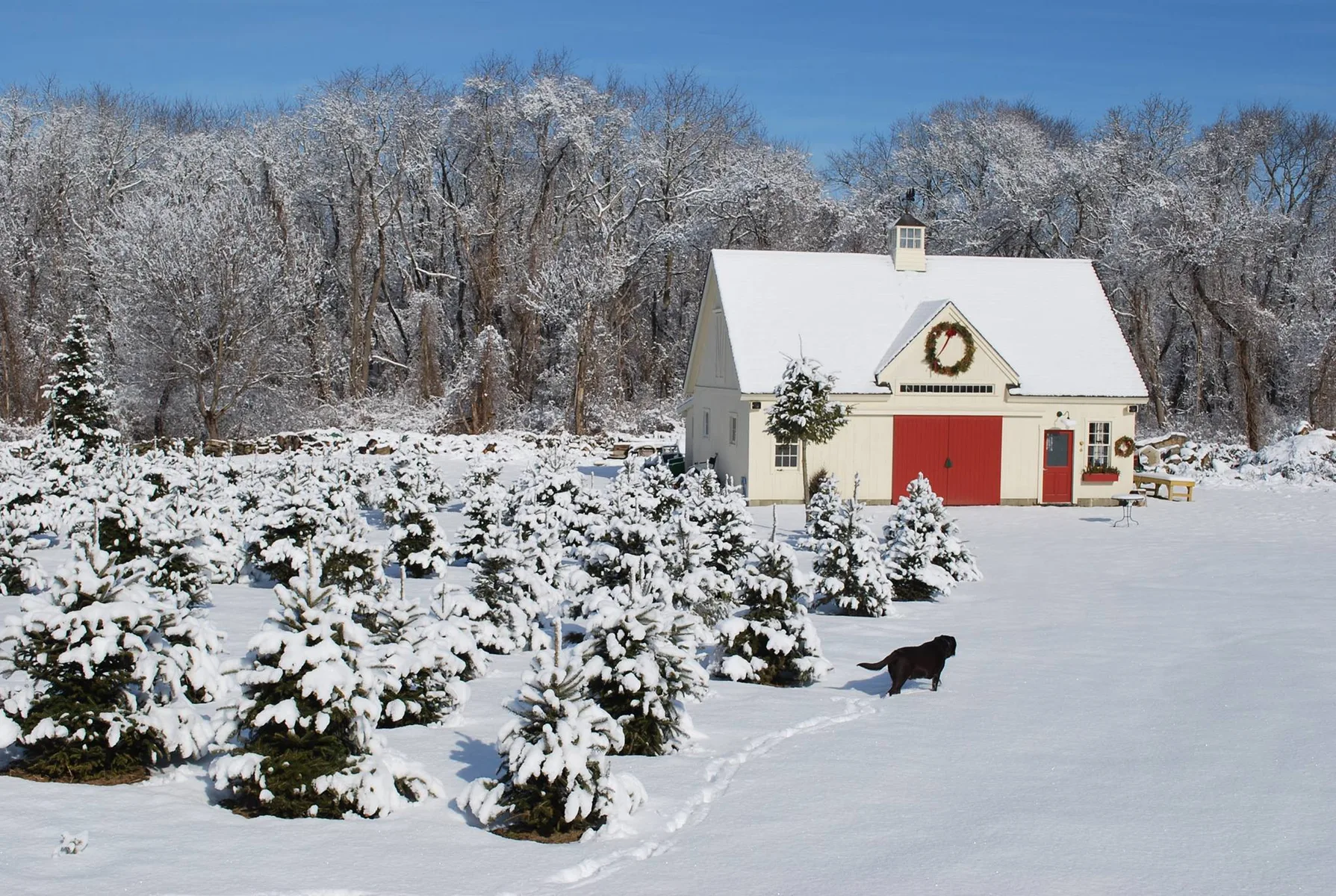 Farm photography at Clark's Christmas Tree Farm, Tiverton, Rhode Island.
