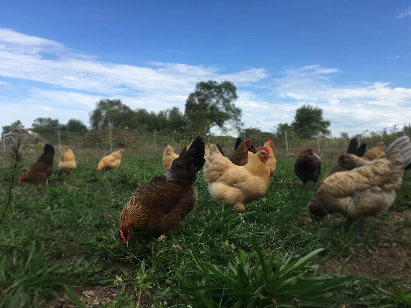 Farm photography at Cluck & Trowel, Little Compton, Rhode Island.