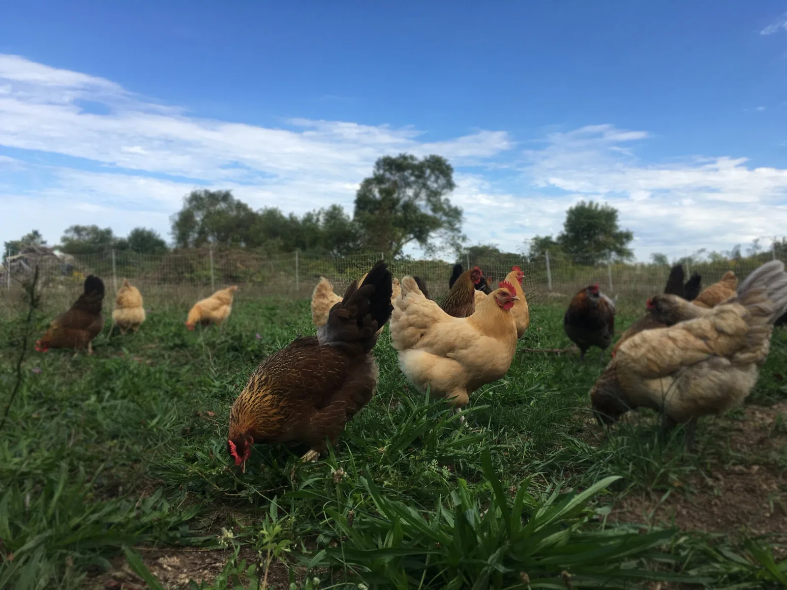 Farm photography at Cluck & Trowel, Little Compton, Rhode Island.