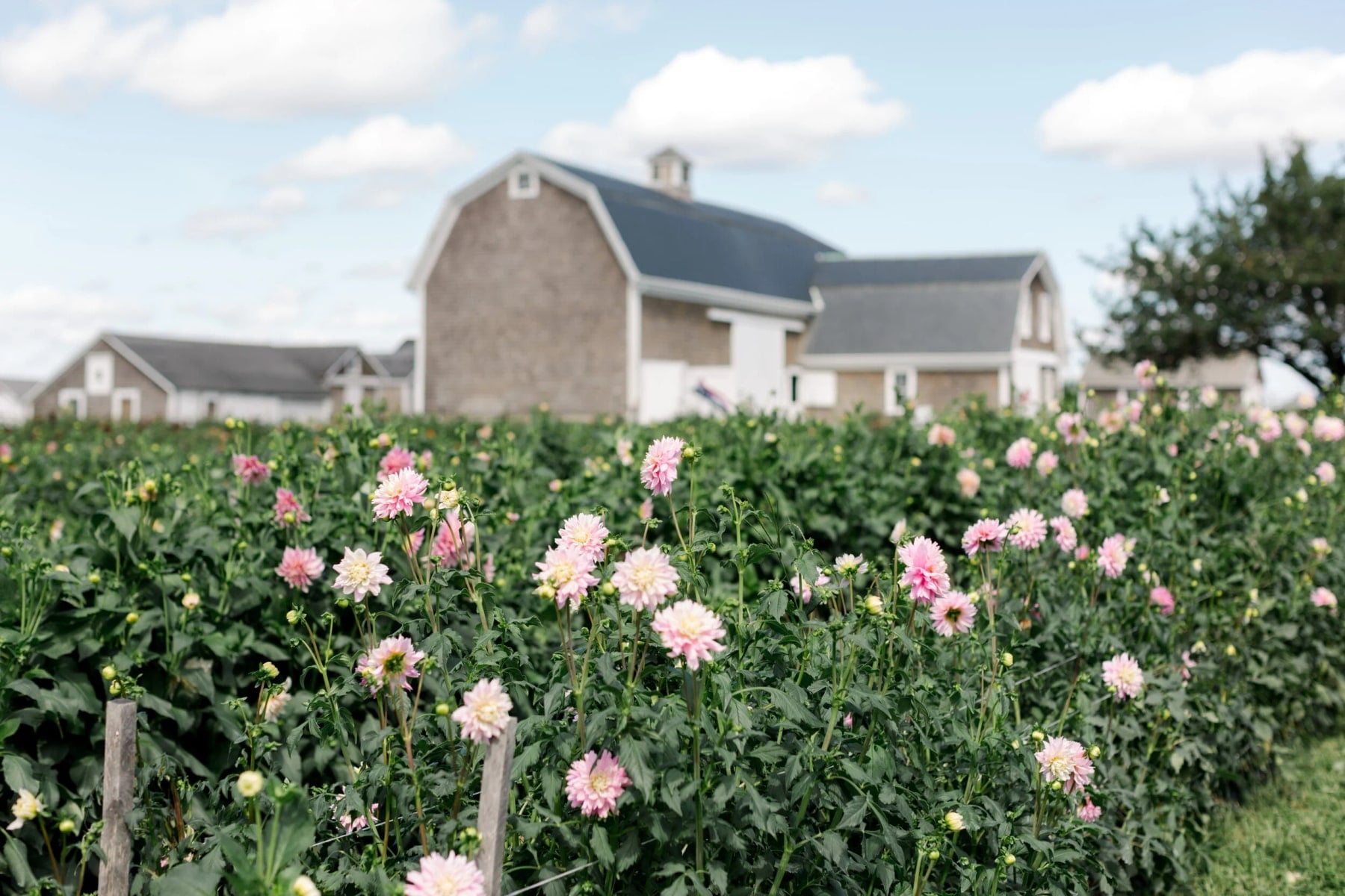 Farm photography at Dahlia Shed, Middletown, Rhode Island.