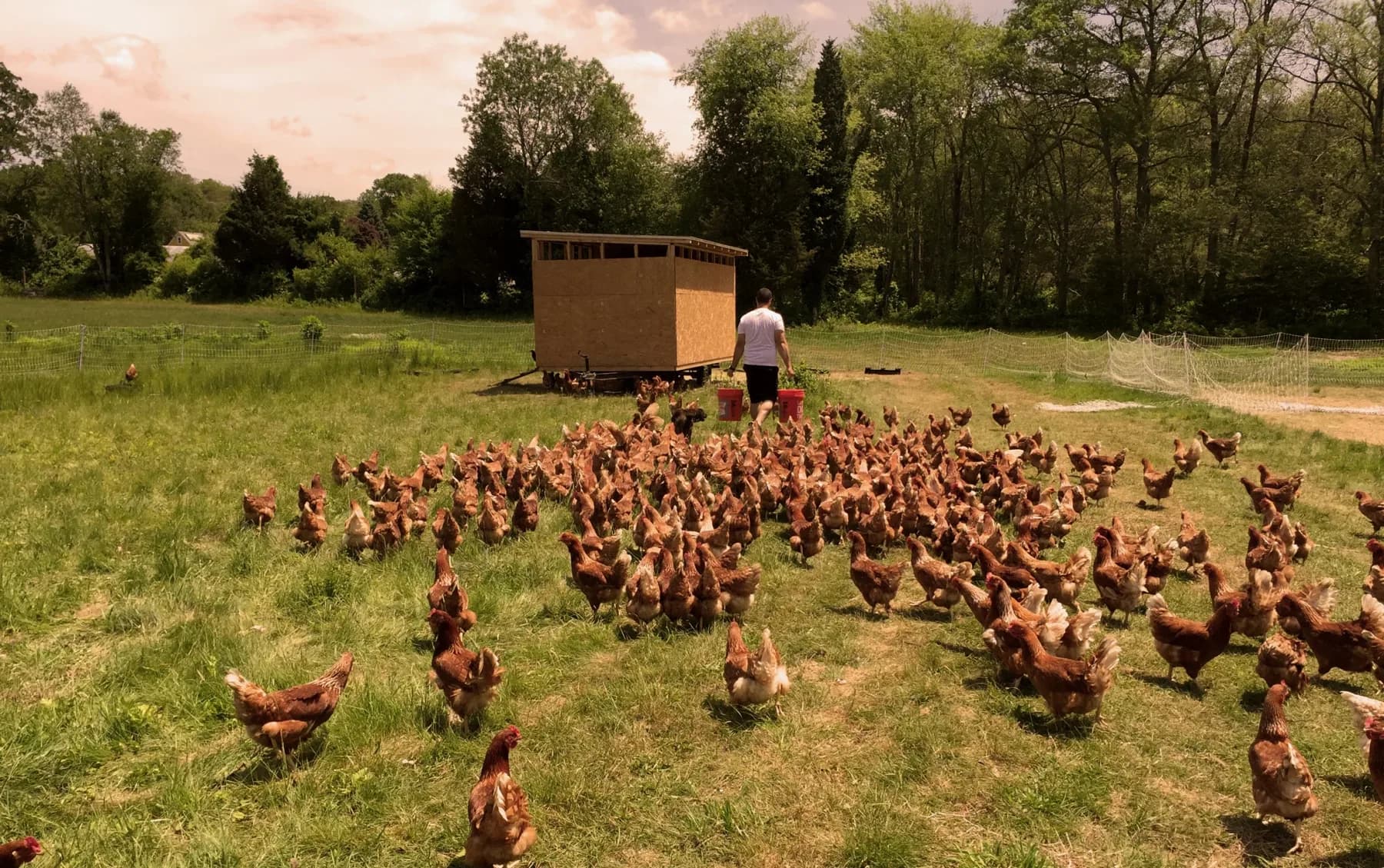 Farm photography at DaSilva Farm, Portsmouth, Rhode Island.
