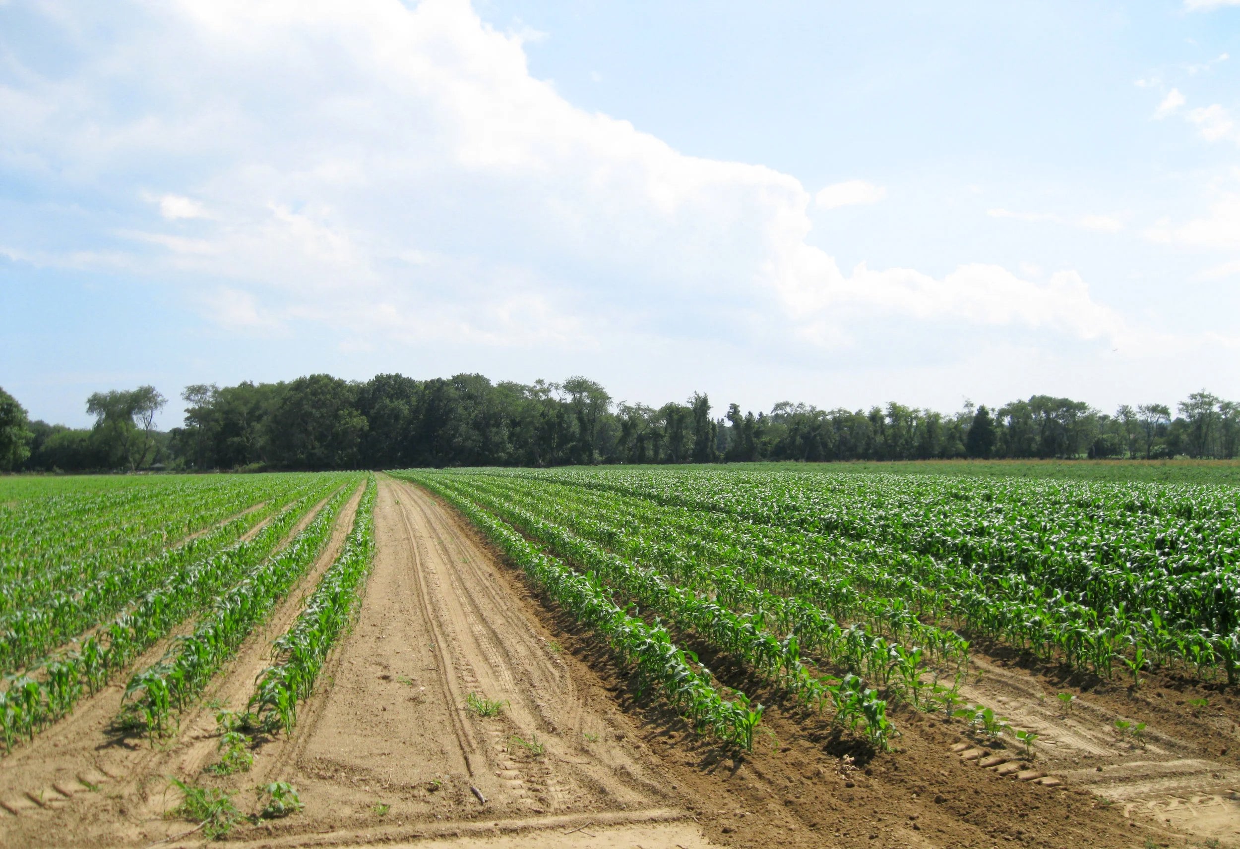 Farm photography at Decastro Farms, Portsmouth, Rhode Island.