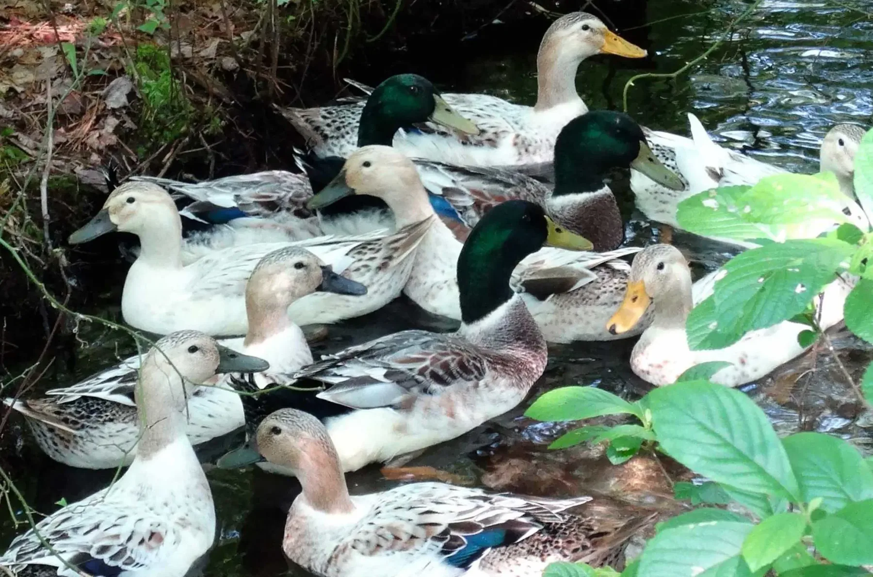 Farm photography at Doug's Ducks, West Greenwich, Rhode Island.