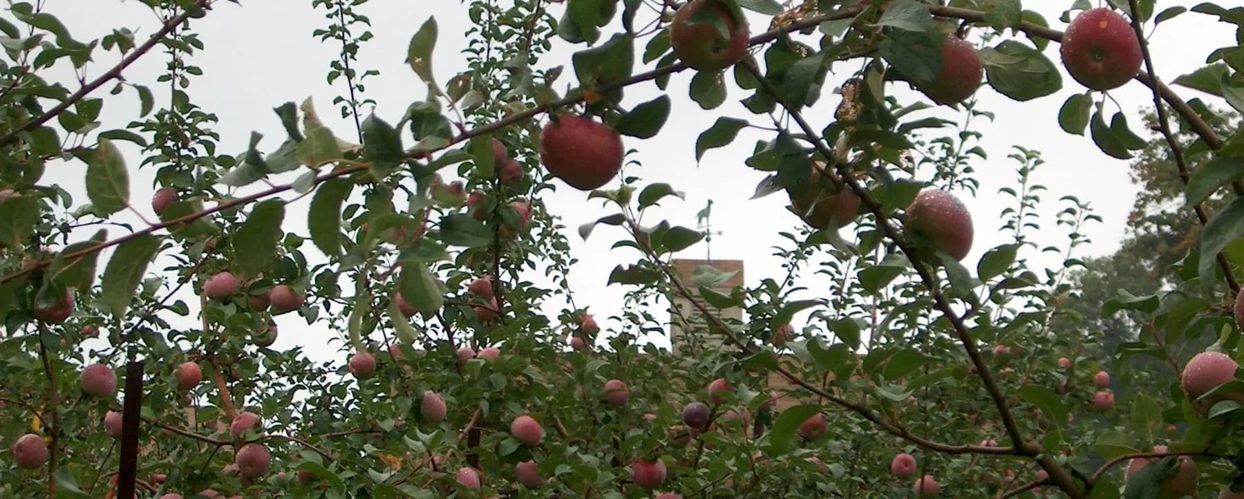 Farm photography at Elwood Orchard, North Scituate, Rhode Island.