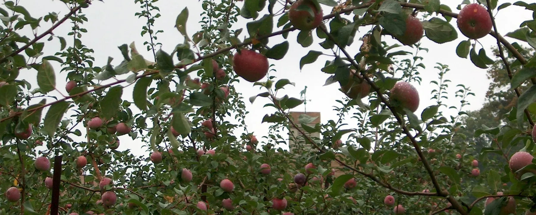 Farm photography at Elwood Orchard, North Scituate, Rhode Island.