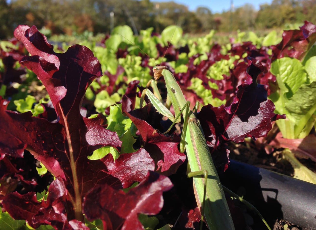 Farm photography at Foggy Notion Farm, Johnston, Rhode Island.