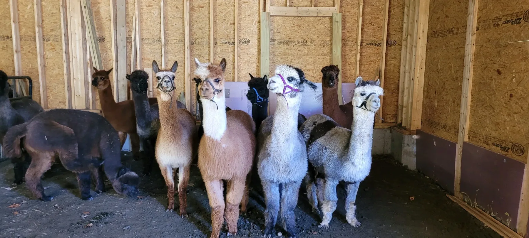 Farm photography at Green River Alpacas, Exeter, Rhode Island.