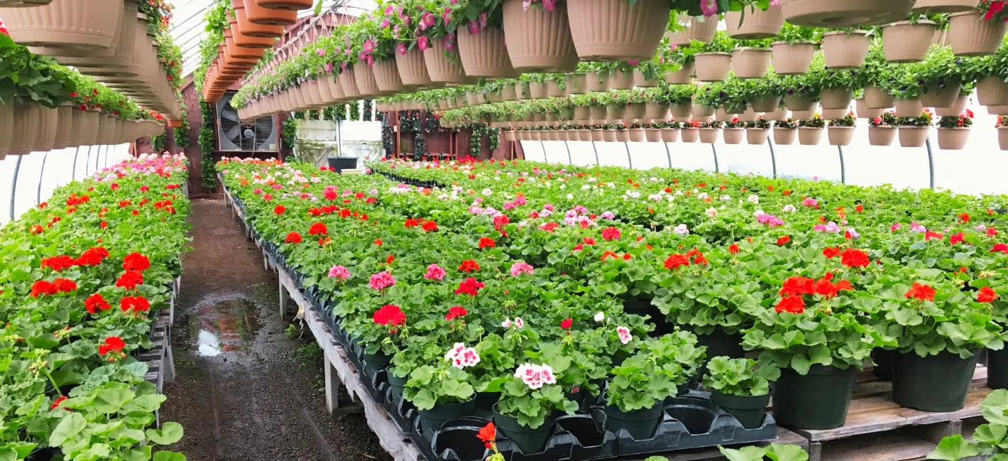 Hattoy's Nursery in Coventry, Rhode Island
