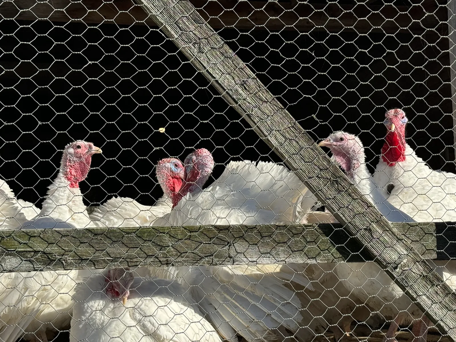 Farm photography at Helger's Turkey Ranch, Tiverton, Rhode Island.