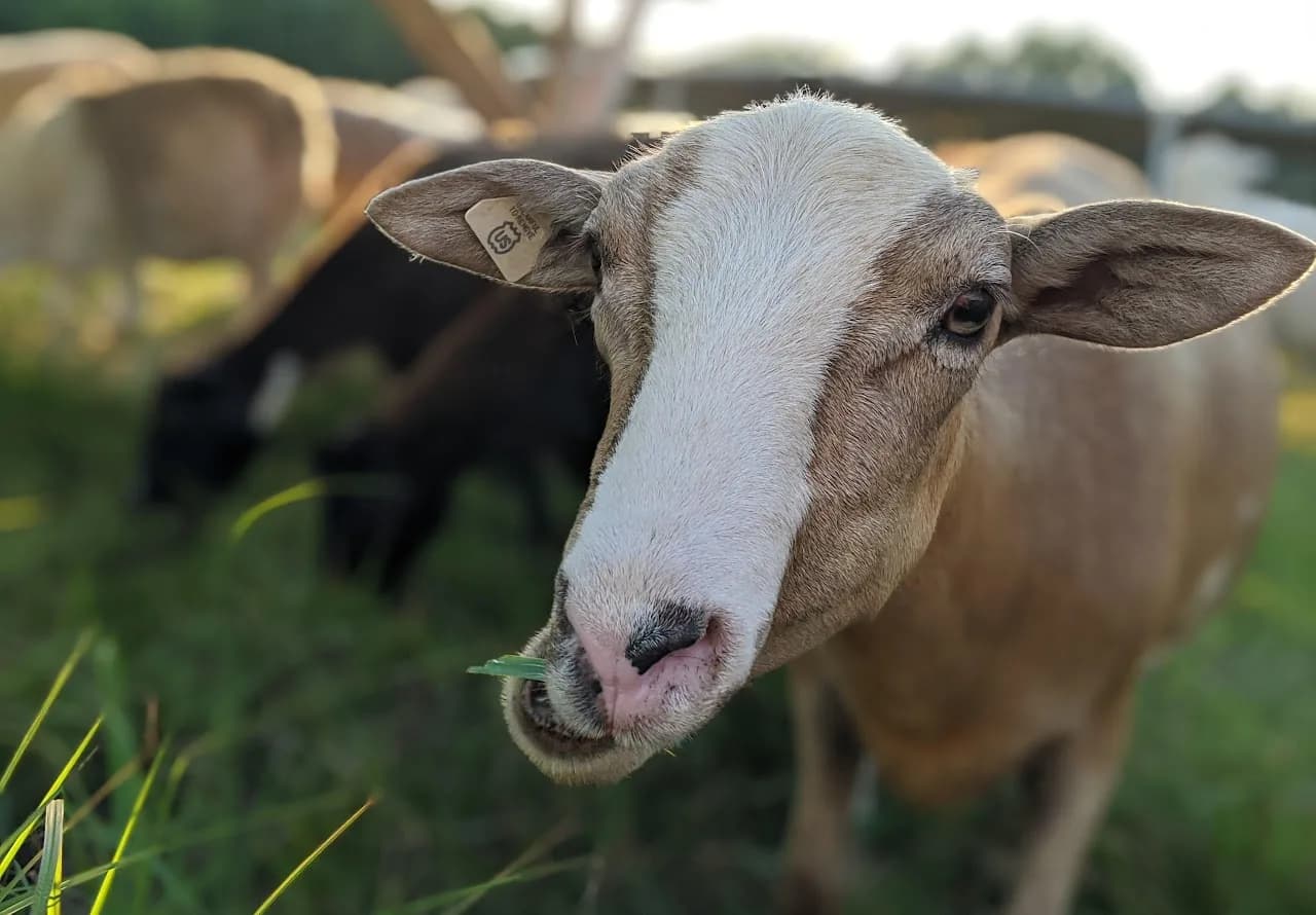 Farm photography at Hickory Hill Farm, Pascoag, Rhode Island.