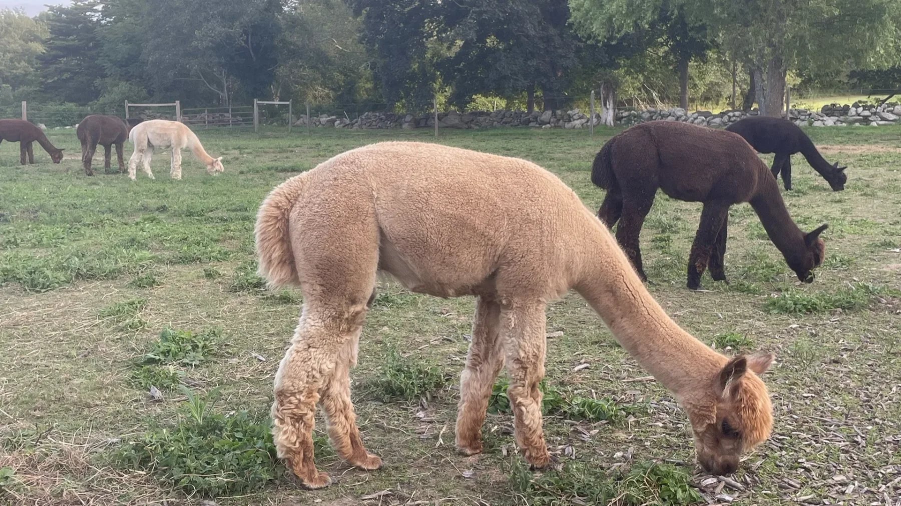 Farm photography at Hope Alpaca Farm LLC, Little Compton, Rhode Island.