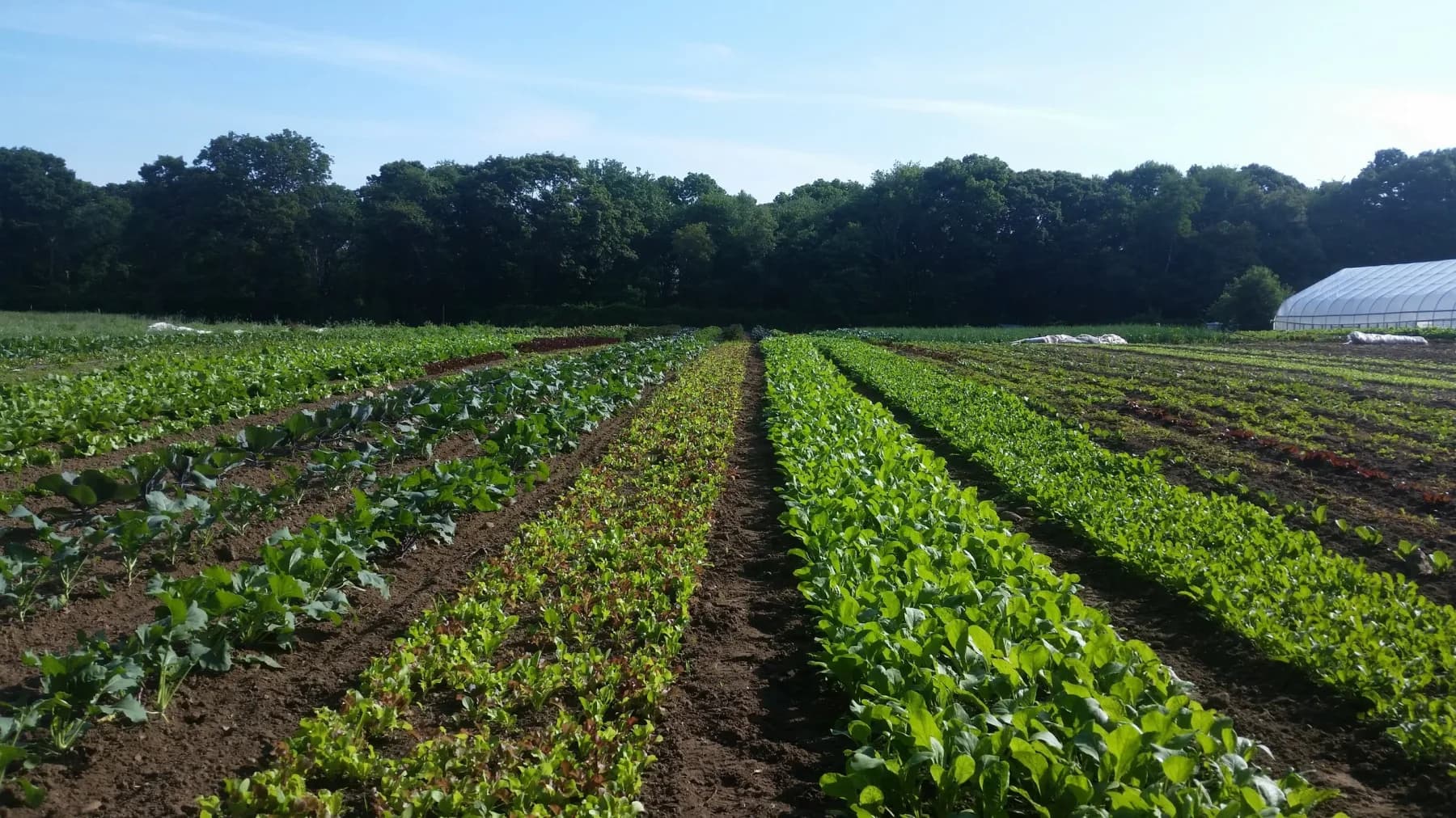 Farm photography at Luckyfoot Ranch, North Kingstown, Rhode Island.