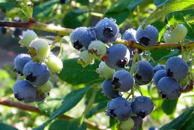 Farm photography at Macomber's Blueberry Farm, Coventry, Rhode Island.