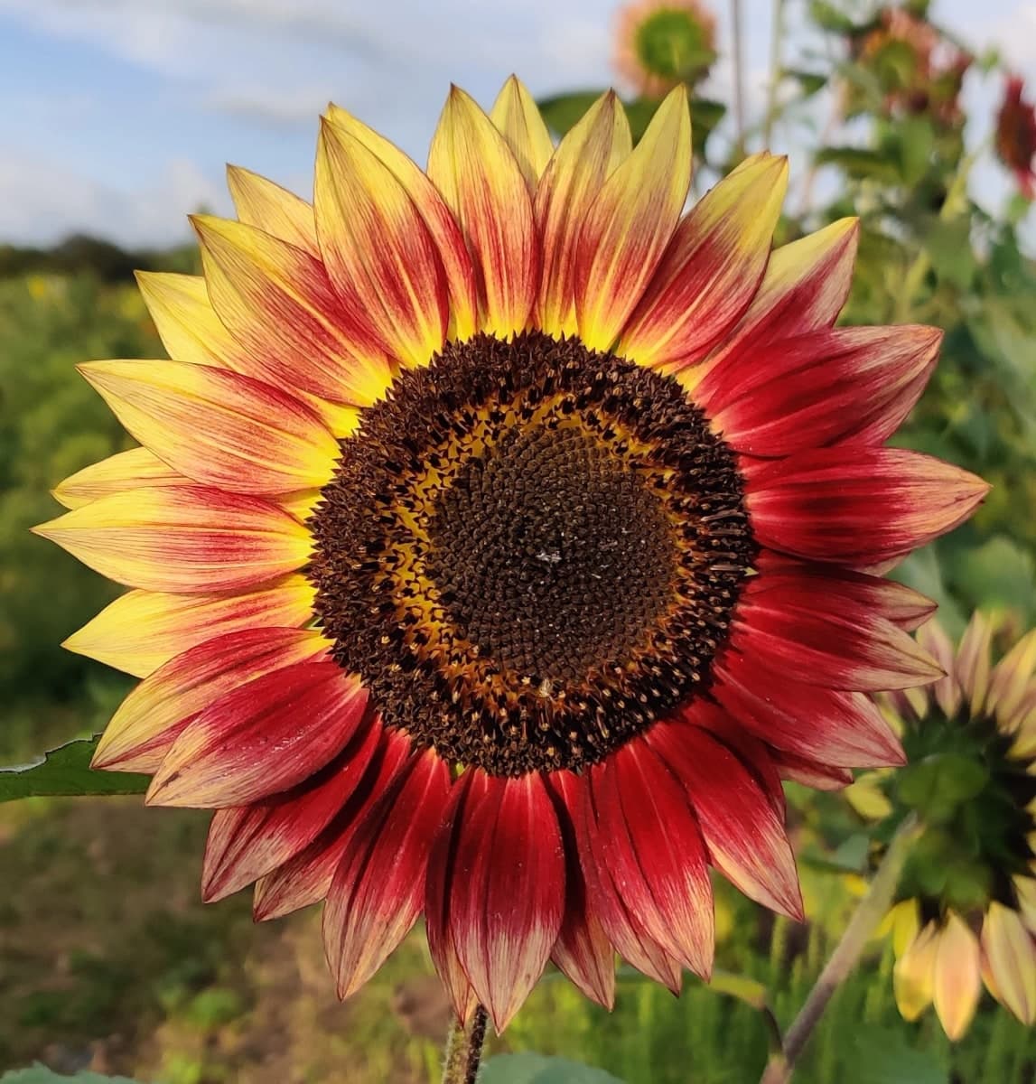 Farm photography at Manfredi Farms, Westerly, Rhode Island.