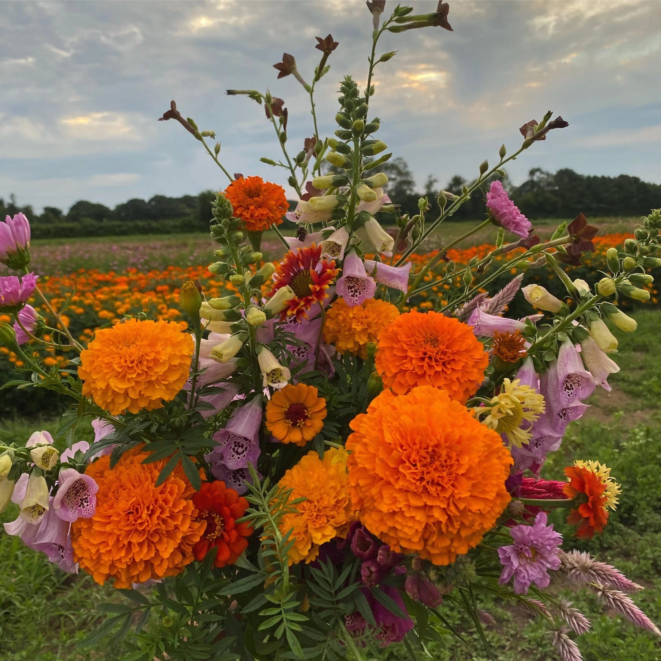 Farm photography at Marigold Rhode, Wakefield, Rhode Island.
