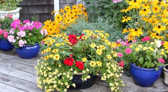 Farm photography at Moore Blooms, Middletown, Rhode Island.