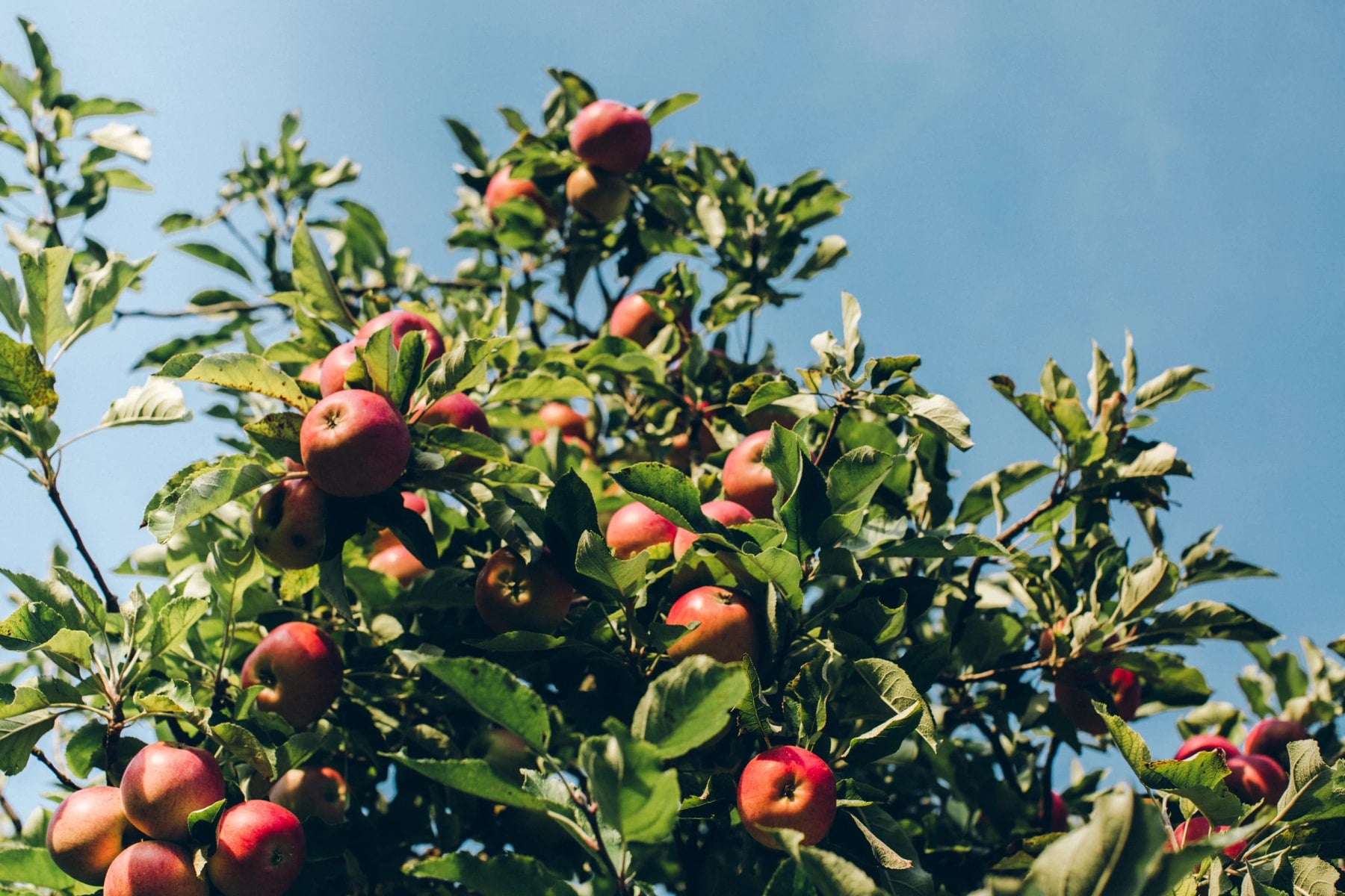 Farm photography at Narrow Lane Orchard, North Kingstown, Rhode Island.