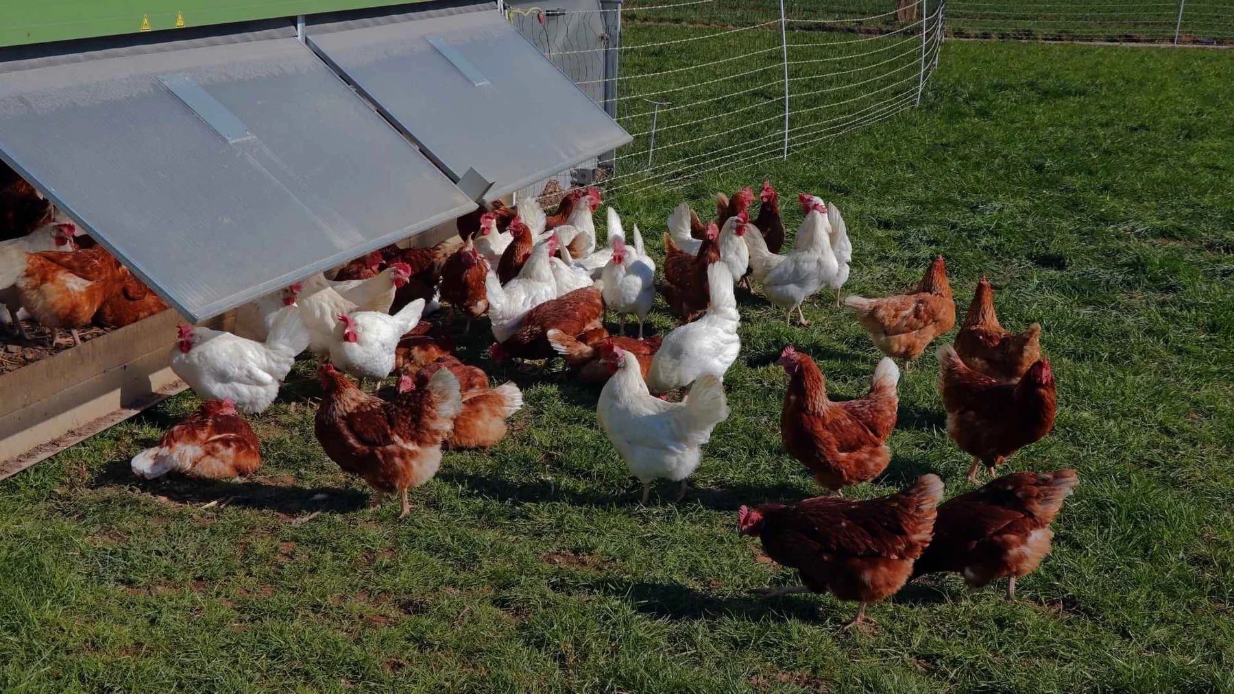 Farm photography at Pat's Pastured, East Greenwich, Rhode Island.