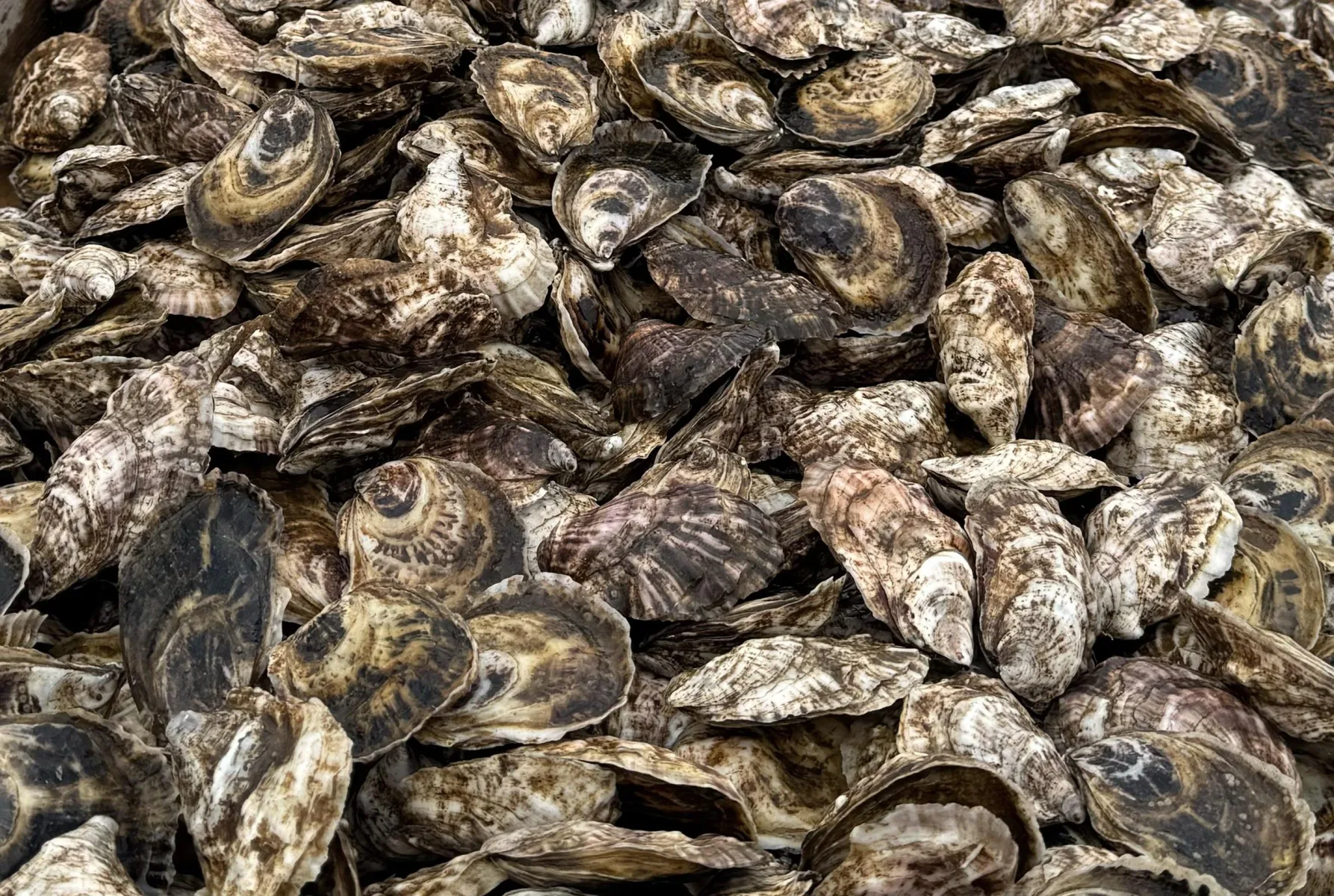 Plum Point Oysters in North Kingstown, Rhode Island