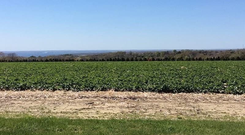 Farm photography at Quonset View Farm, Portsmouth, Rhode Island.