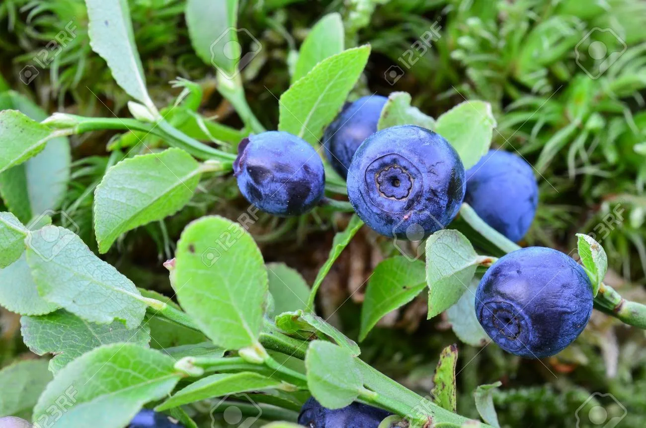 Farm photography at Rocky Point Blueberry Farm, Warwick, Rhode Island.