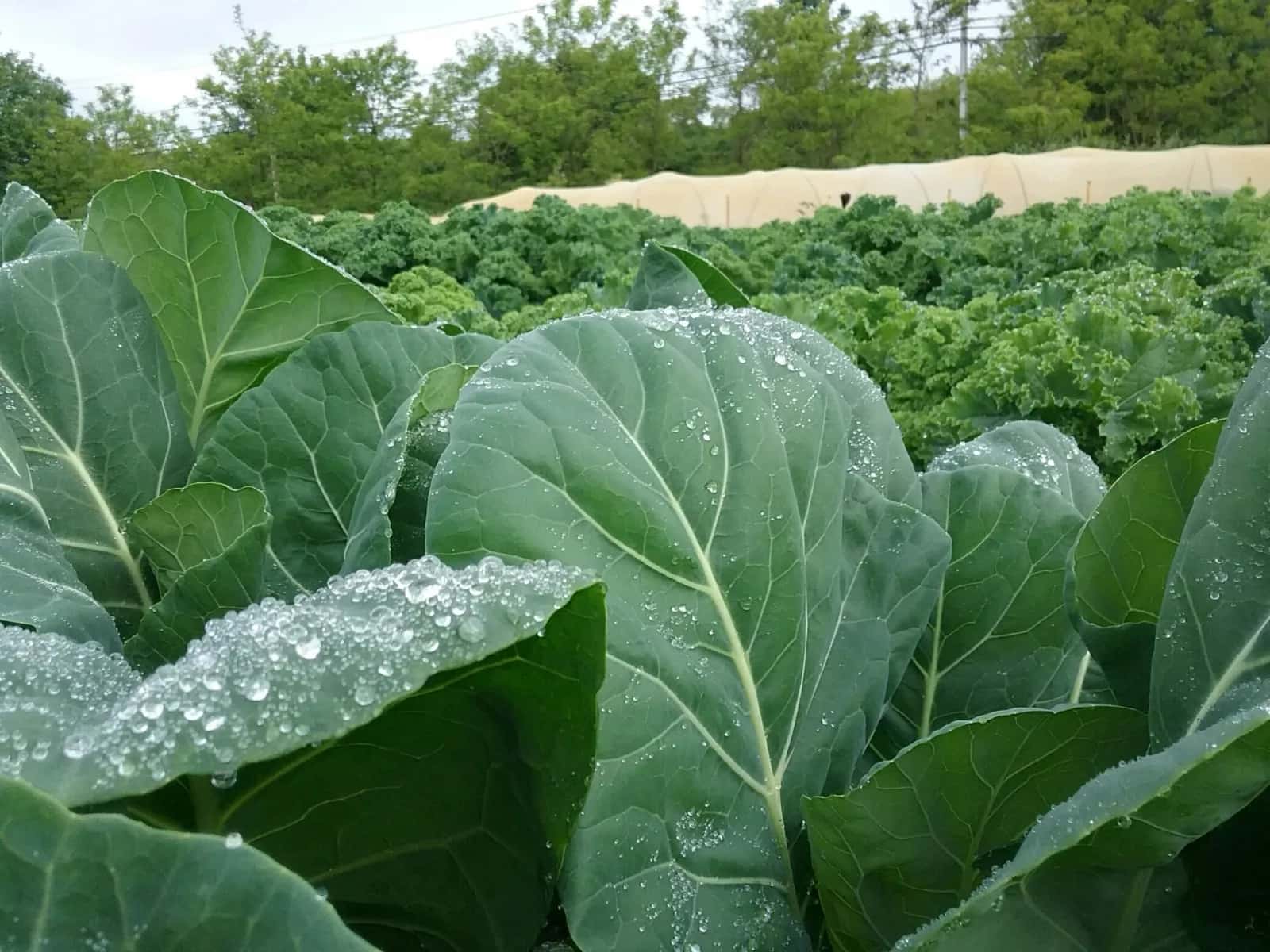Farm photography at Roots Farm, Tiverton, Rhode Island.