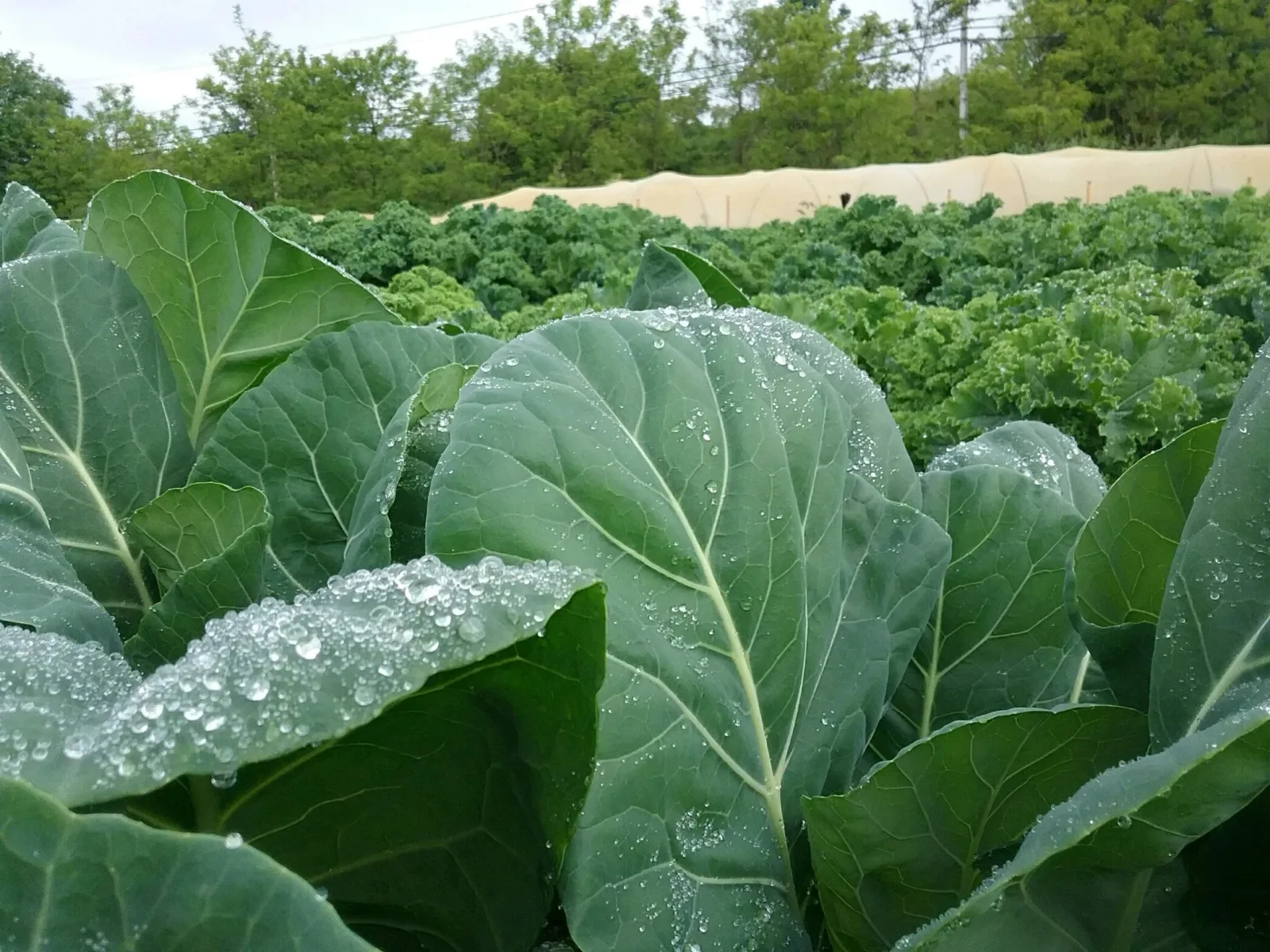 Farm photography at Roots Farm, Tiverton, Rhode Island.
